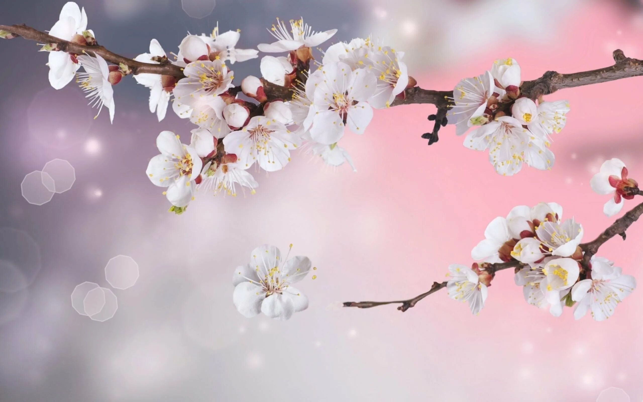Ветка цветущей сакуры. Цветущая вишня. Цветы Сакуры. Ветка вишни.