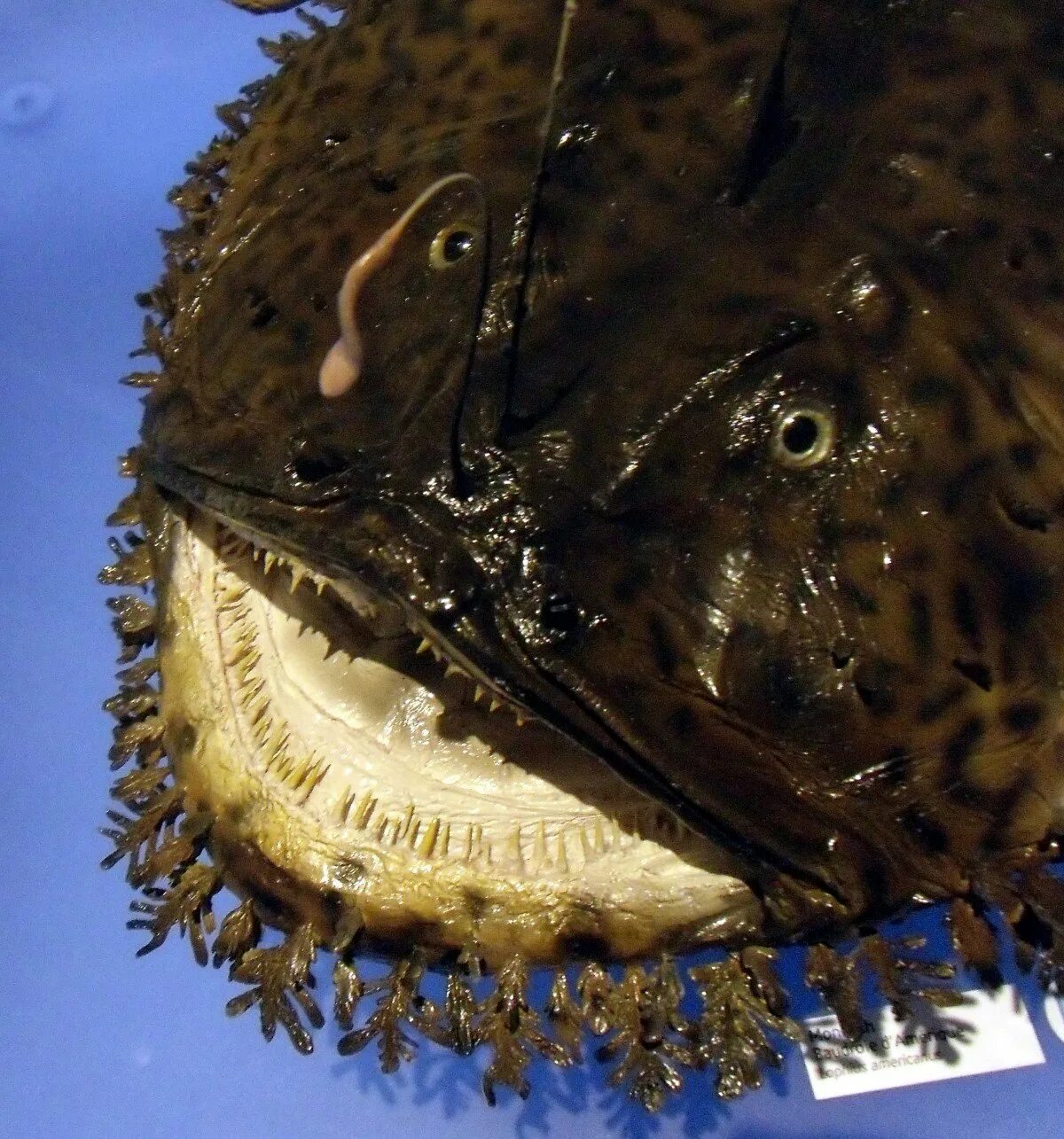 Monkfish