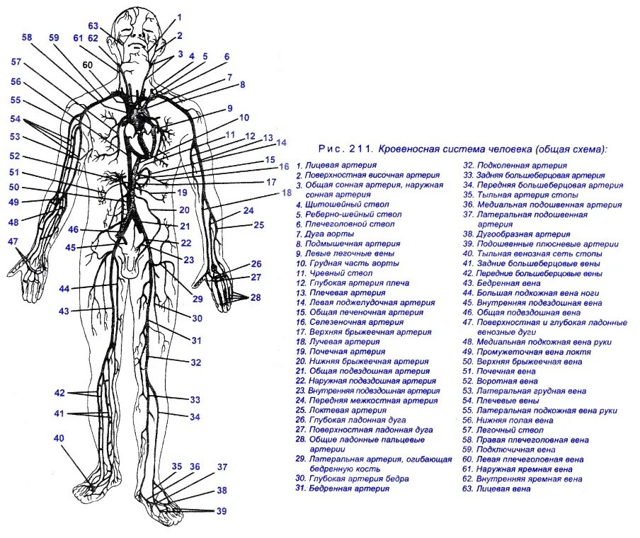 Артериальная и венозная система человека анатомия. Венозная система человека схема. Венозная система человека анатомия схема расположения. Артерии и вены тела человека схема.