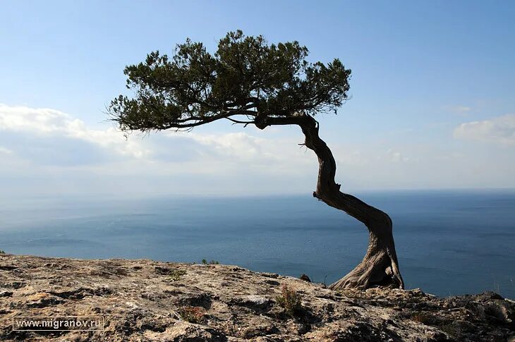 чудная сосна текст