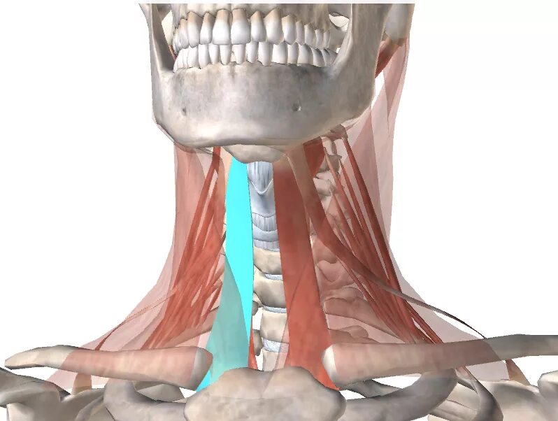Грудино подъязычная мышца. Челюстно подъязычная мышца анатомия. Грудино подъязычная мышца шеи. Челюстно подъязычная мышца шеи.