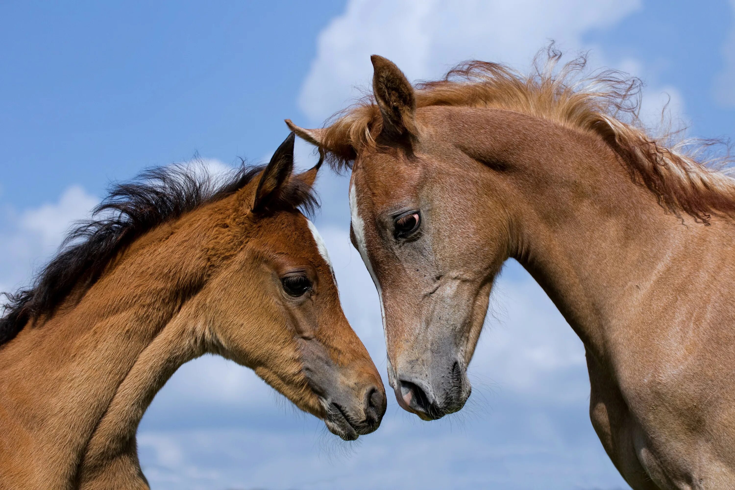 Two horse. Две лошади. Лошадь с жеребенком. Морда лошади. Конь и жеребенок.