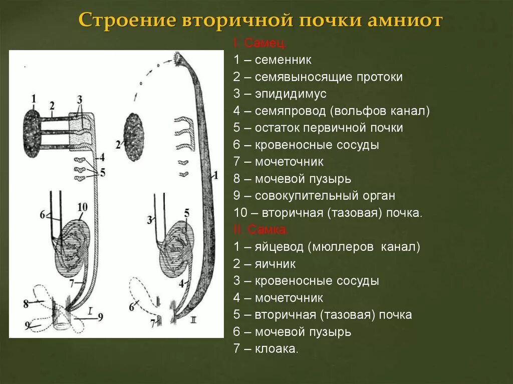 Вторичная почка метанефрос. Метанефрогенной бластемы. Эволюция нефрона позвоночных животных. Вторичные тазовые почки. Строение первичной почки.