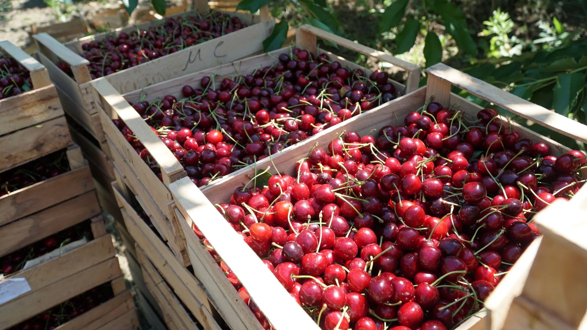 Плодовое хозяйство. Сбор черешни в Узбекистане. Сбор вишни. Промышленные сады черешни. Черешня в саду.