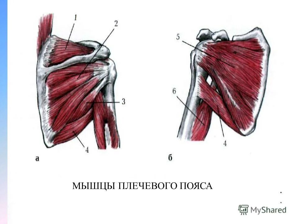 Мышцы отводящие плечевую кость. Мышцы которые крепятся к плечевой кости. Мышцы участвующие в подъеме руки. Мышцы поднимающие плечо. Мышца поднимающая плечо.