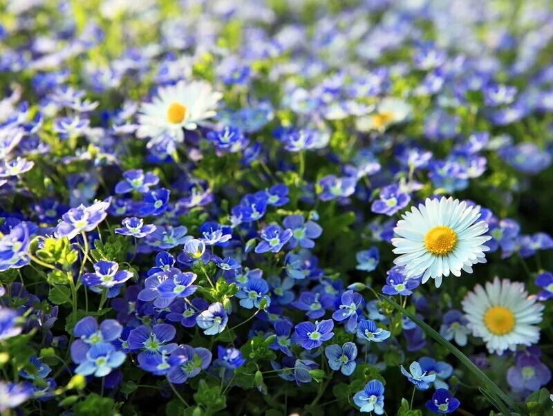Поле незабудок. Поляна незабудок. Голубые цветы на Поляне. Синие цветочки.