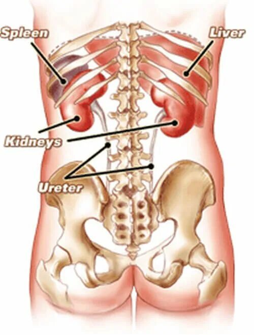 Местоположение почек в организме