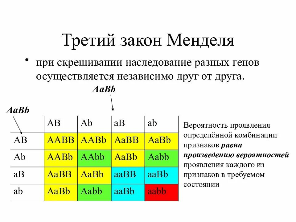 Задачи по генетике на законы менделя. 3 Закон Менделя. Схема скрещивания 3 закона Менделя. 3 Закон Менделя скрещивание. 3 Закон Менделя вероятность.