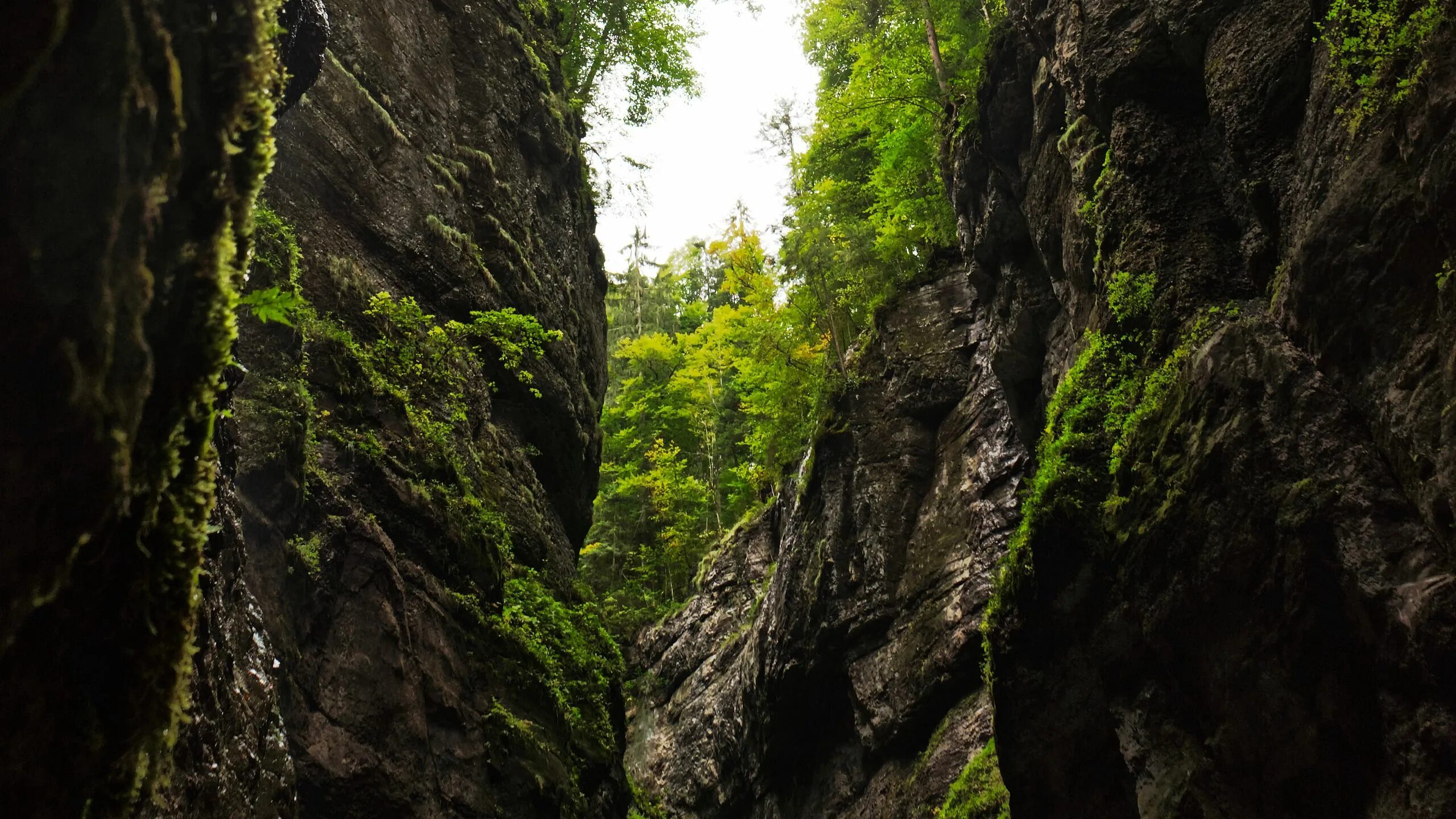 Фингало ущелье шотландия. Лес горы водопад. Ущелье в горах. Каньон реки тары черногория. Горная река в каньоне.