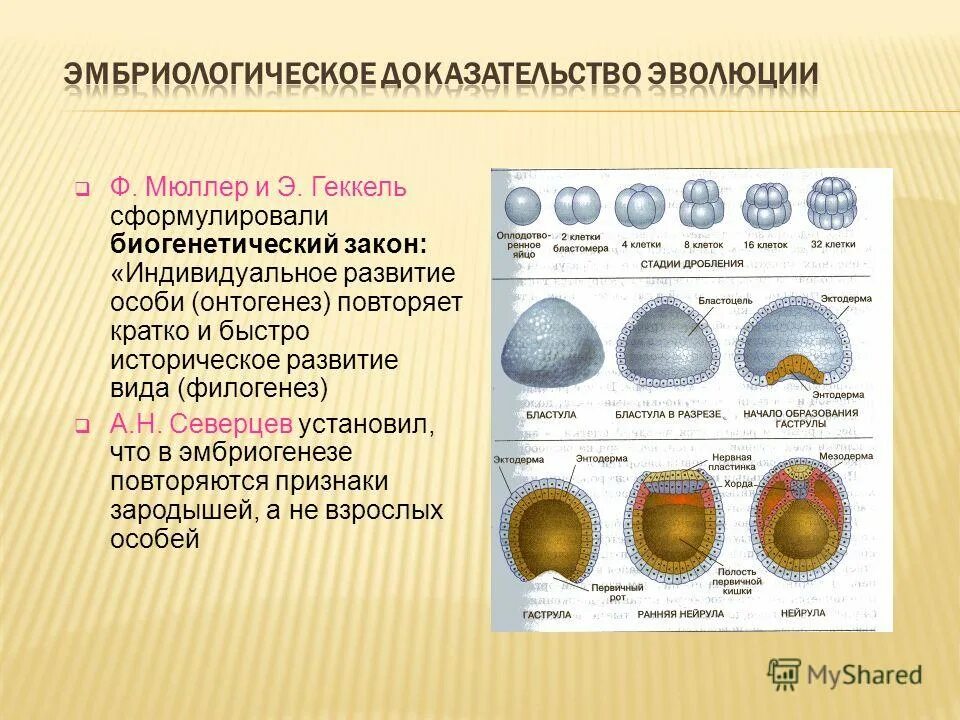 Онтогенез книги