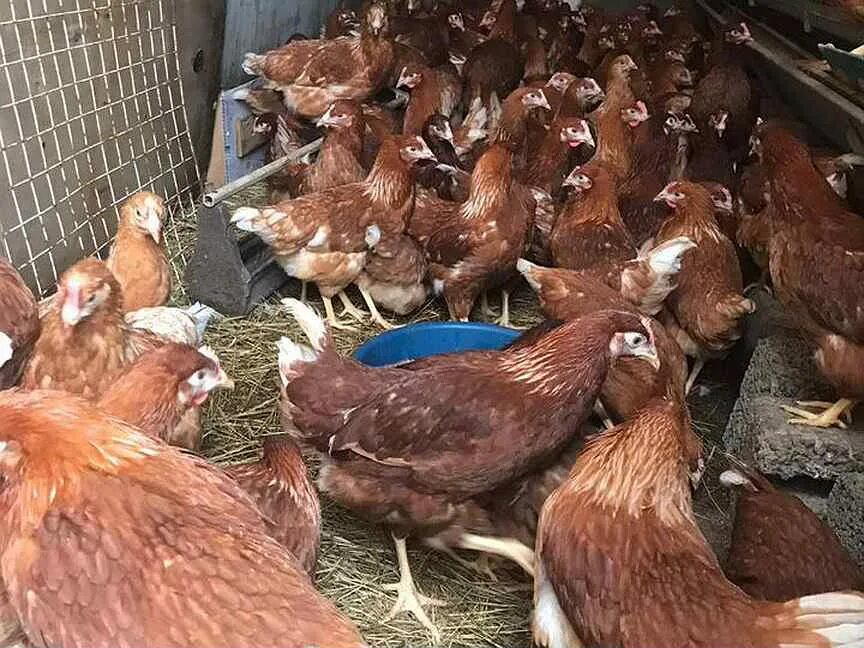 Куры молодки липецк