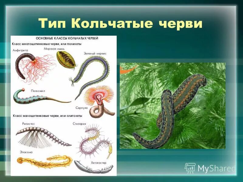 Таблица характеристики кольчатых червей