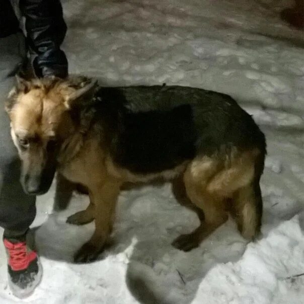 Нашел собаку овчарка. Джерман шеферд. Собака похожая на овчарку. Щенки немецкой овчарки 2 недели. Найдена собака овчарка кобель.