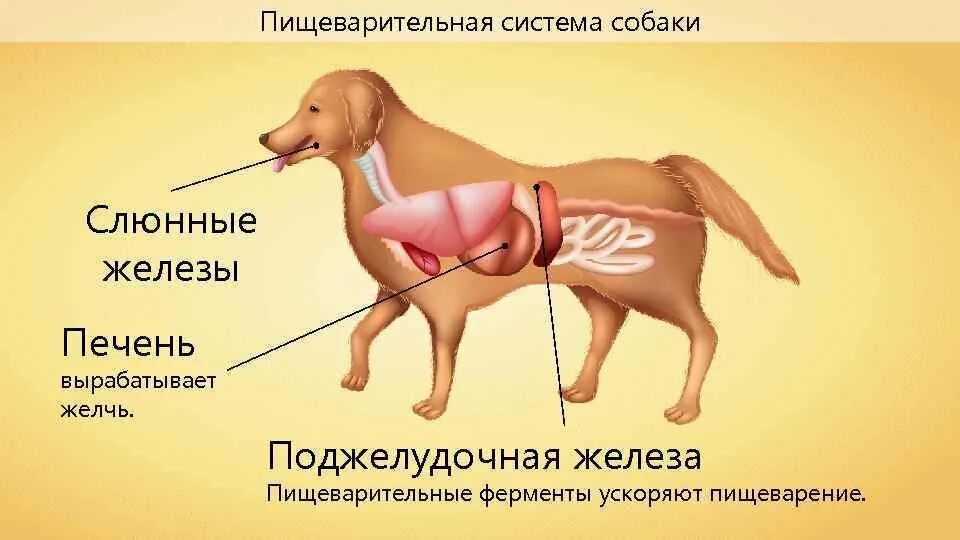 Где у собаки железы. Схема органов пищеварения собаки. Пищеварительная система млекопитающих собака. Пищеварительная дыхательная и выделительная системы собаки. Схема органов пищеварительной системы у собаки.