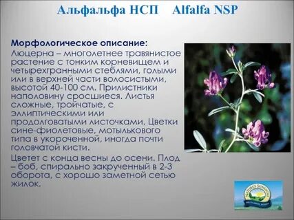 Люцерна описание
