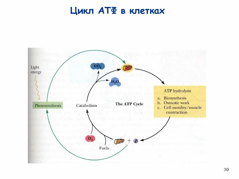 Атф ростов. Цикл АТФ. АТФ В нервных клетках.