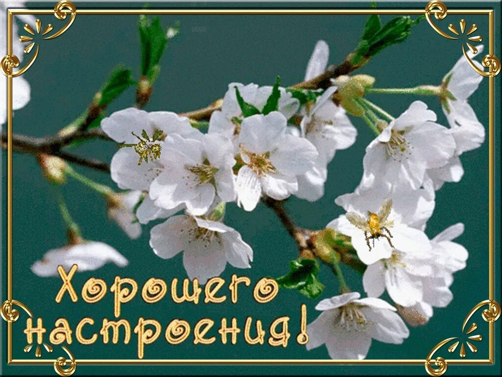 Открытка с пожеланиями доброго весеннего дня. Весенние открытки. доброго весеннего дня. открытки весеннего настроения.