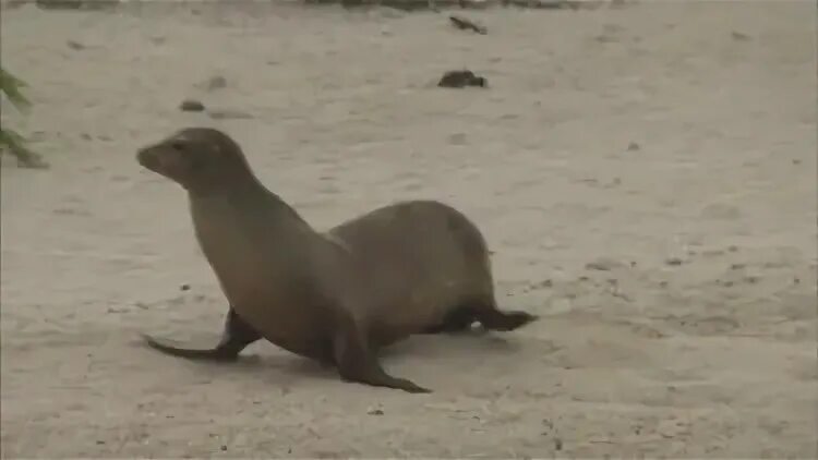 Тюлень-металлист Harbor seal, Cute seals, Seal