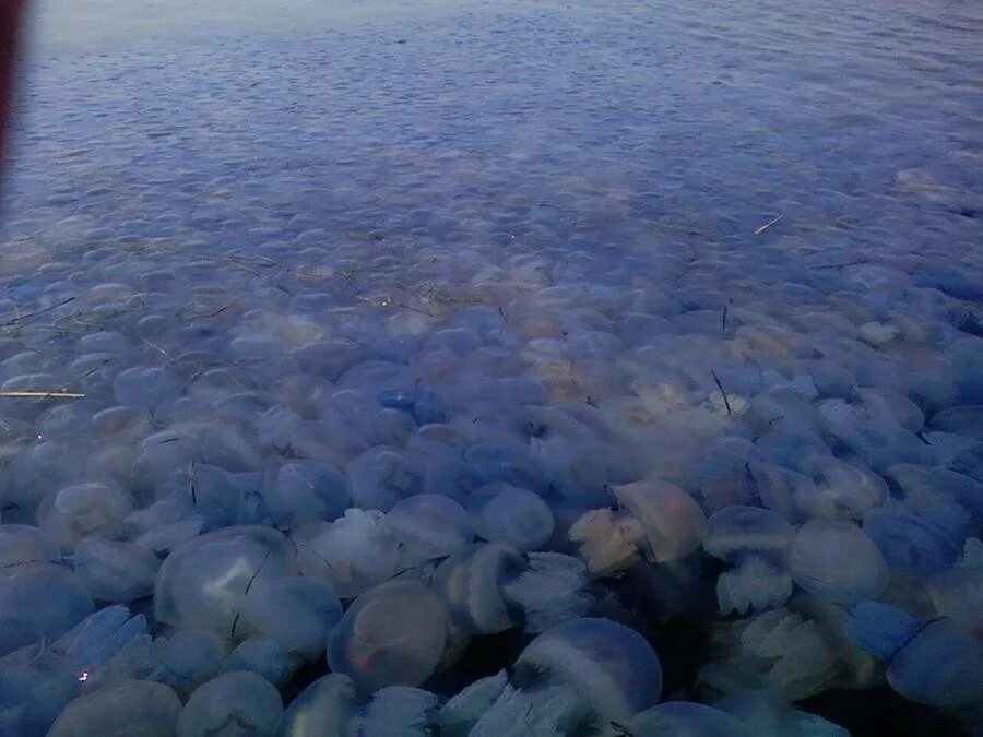 Корнерот в азовском море. Хорлы медузы. Медуза корнерот в черном море. Зачем медузы в море. Зачем медузы в море.