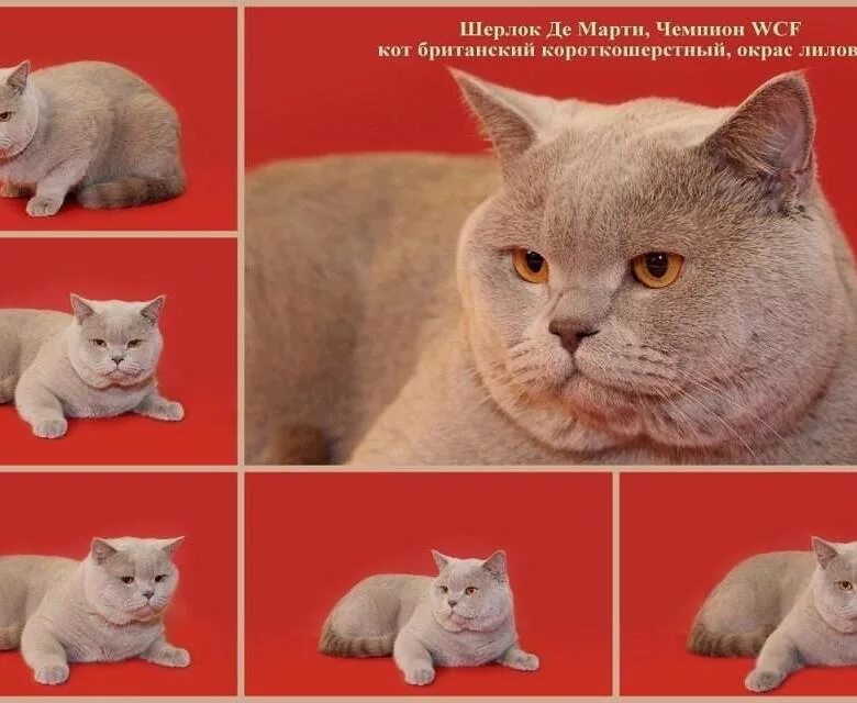 Какого окраса котята