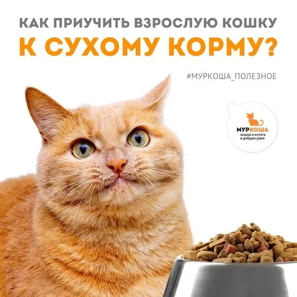 Как приучить кошку есть. Как приучить кота к сухому корму после влажного. как научить взрослую кошку говорить слово. чем лучше взрослые кошки пост.