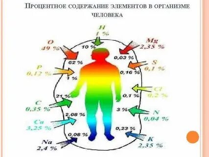 Реакции в организме человека