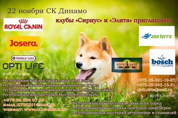 Сириус выставка собак. Sirius клуб собак. Сириус выставка собак в Иркутске. Афиша соревнования собак.
