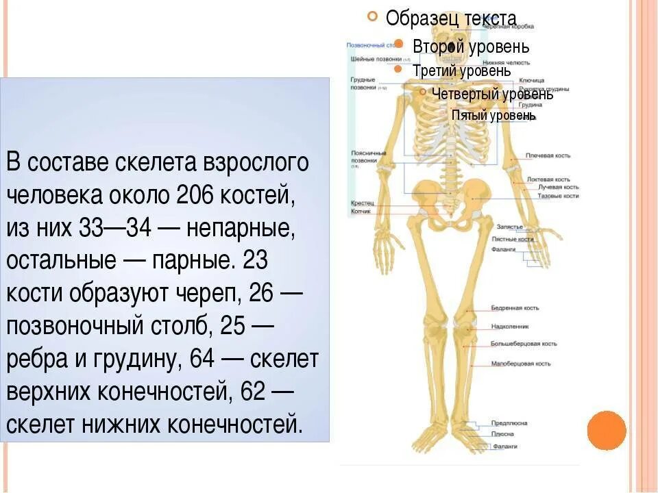 Кости человека сколько. Сколько костей в скелете взрослого человека. Количество костей в скелете человека. Сколькоклстей в теле человека.