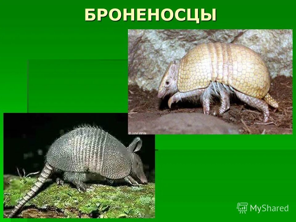 Броненосец южной америки животное. Броненосец мемы. Факты о броненосцах. Броненосец южной америки животное. Сумчатый броненосец.