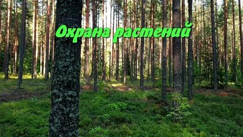 Растительный мир видеоурок
