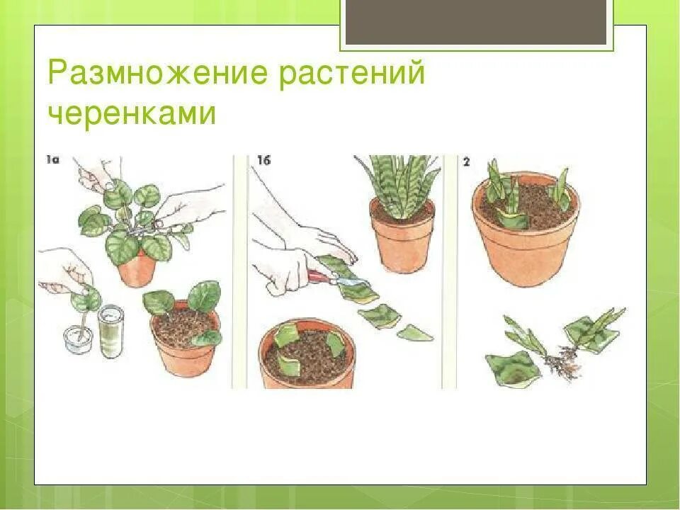 Урок размножение 6 класс. Стеблевые черенки вегетативное размножение. Черенкование комнатных растений. Размножение растений черенками схема. Размножение комнатных цветов черенкованием.