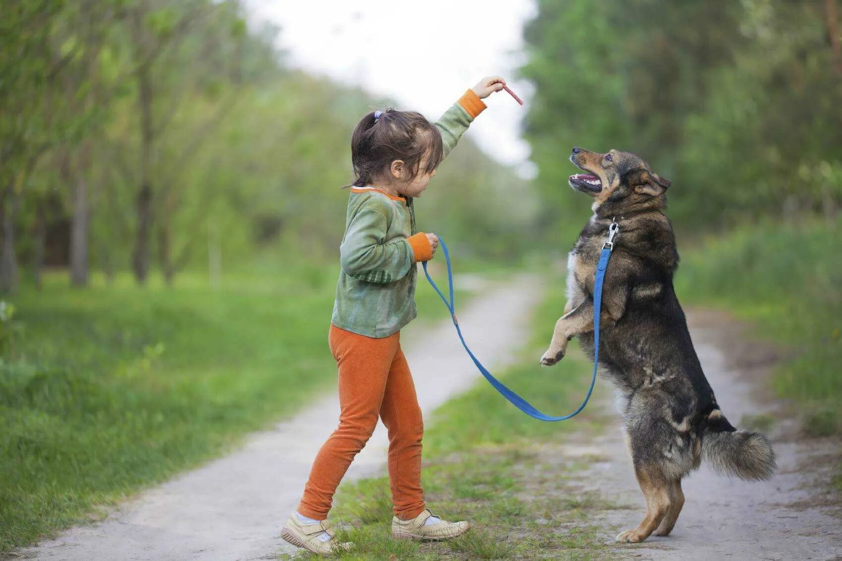 Dog and cat playing. Домашние животные для детей. Собака для детей. Домашние животные и человек. Прогулка с собакой.