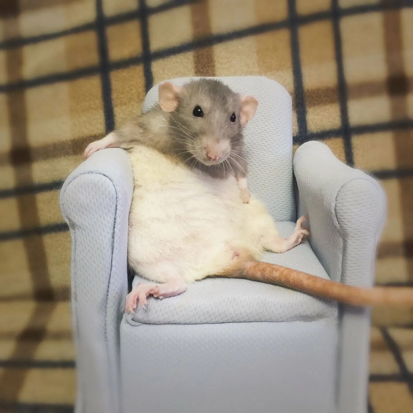 мышь в ботинке. крыса живая.