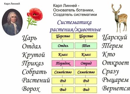 Систематическая категория лисицы