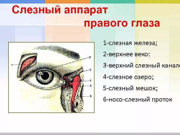 Строение слезных каналов глаза человека. Строение слезного аппарата. Слезный аппарат строение анатомия. Слезный аппарат глаза анатомия.