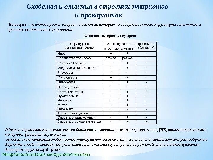 Сходства и различие простейших. Сходство и различие строения простейших. Сходство и различие строения простейших таблица 7. Сходство и различие простейших таблица. Сходство и различие строения простейших таблица.