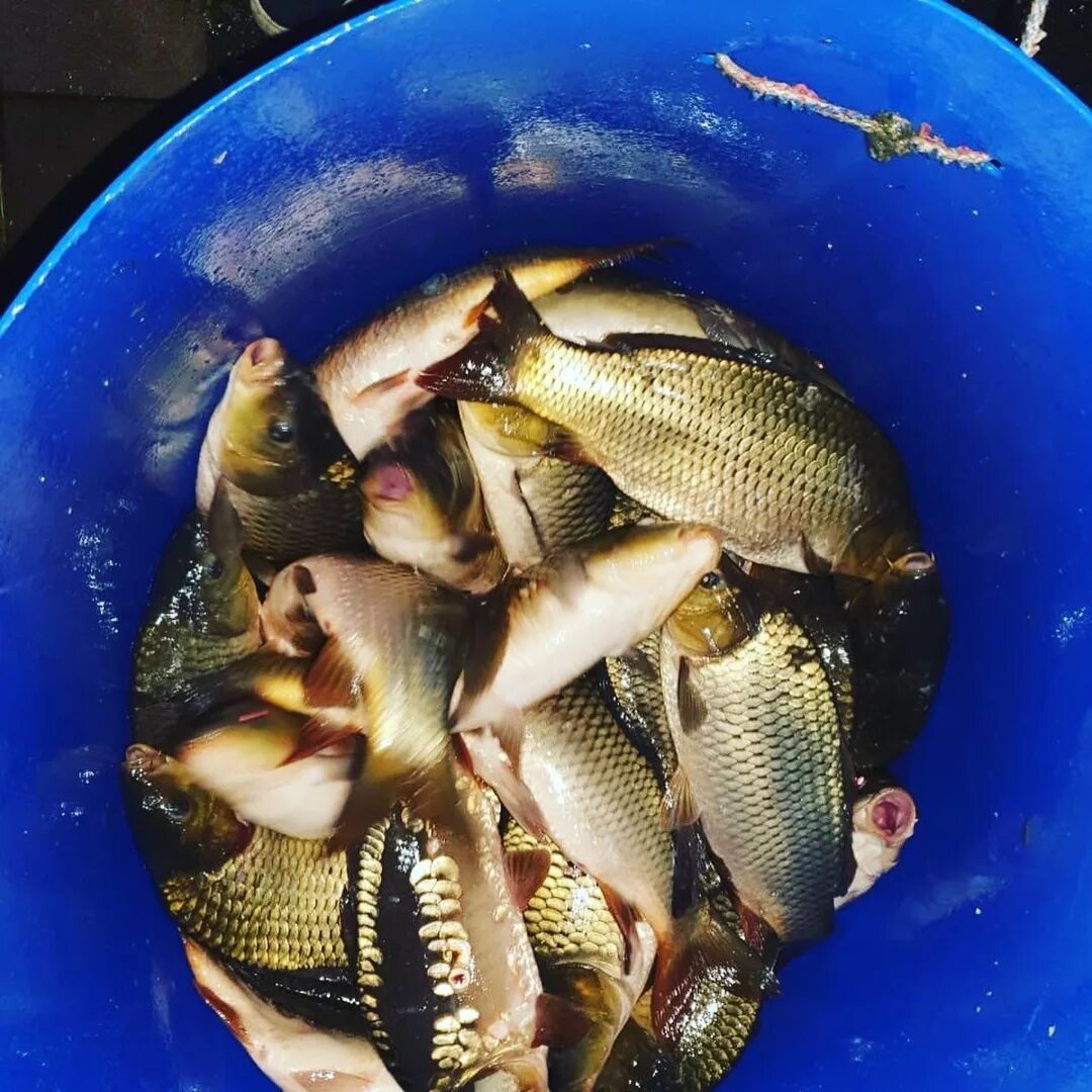 карп для зарыбления. карп молодь 40/12. зарыбление пруда карпом. карп озерный. мальки в пруду.