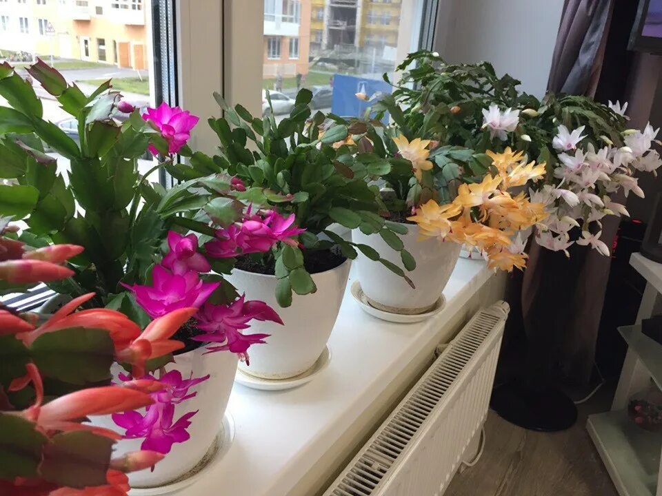 шлюмбергера cambridge. декабрист шлюмбергера коралловый. разные декабристы. шлюмбергера родина. декабрист шлюмбергера красный.