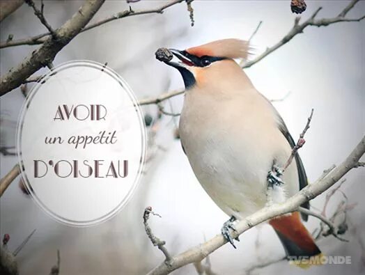 Un oiseau l oiseau. Un oiseau l oiseau