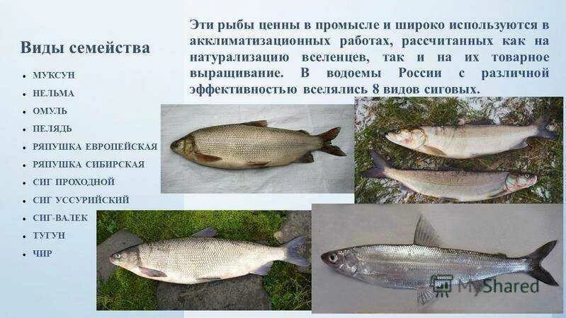 Список сиговых рыб. Омуль сиг муксун. Рыба сиговых пород перечень. Отряд сиговых рыб. Семейство лососевых рыб нельма.