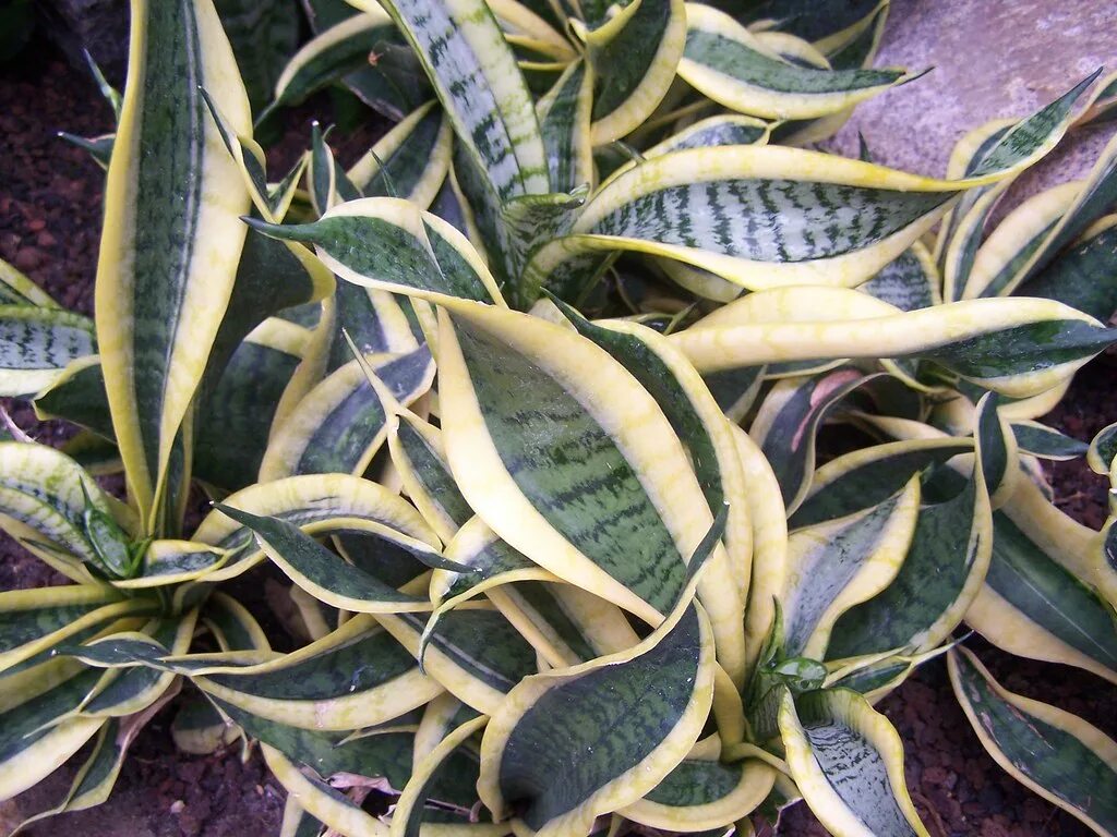 17 Different Types of Snake Plants With Pictures Yard Surfer Como cuidar de plan