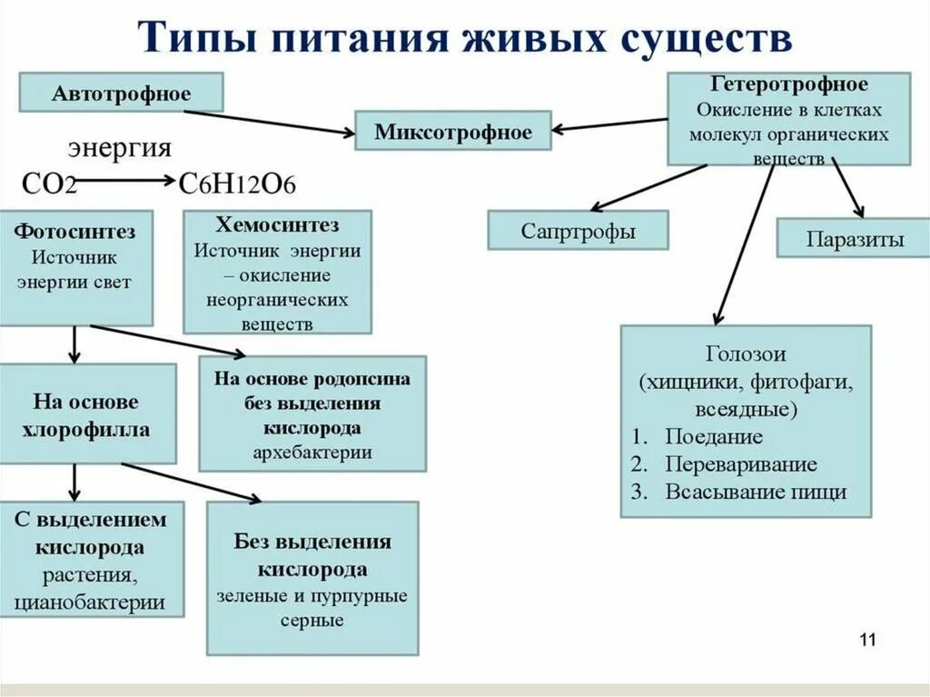 Сходство строения автотрофных и гетеротрофных