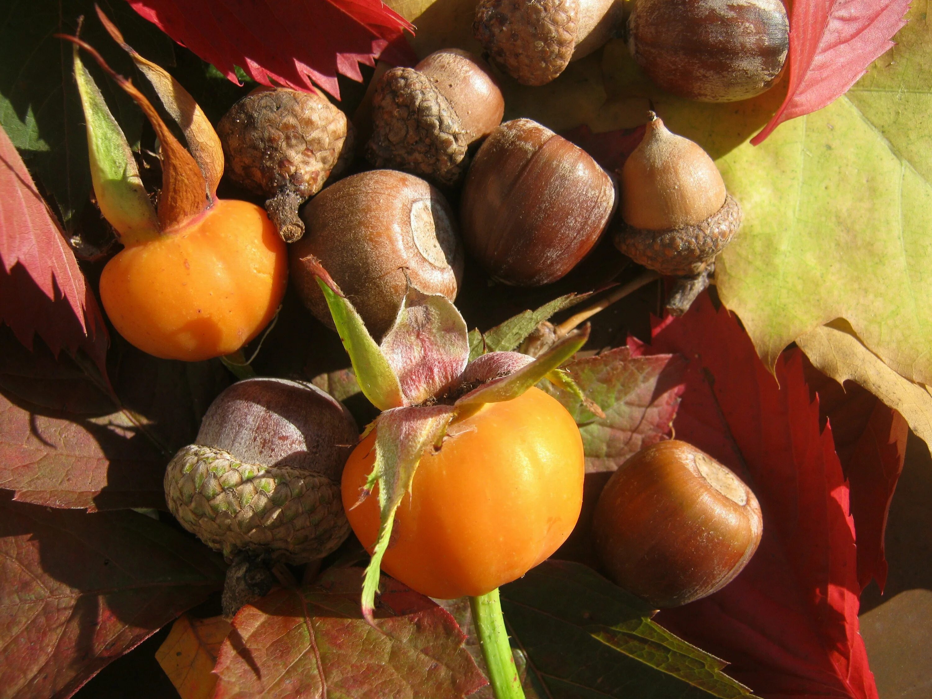 Крыжовник желудь. Коричневый фрукт. Фрукт коричневого цвета. Коричневые фрукты и овощи. Осенний фрукт коричневый.