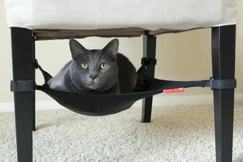 The kitten hide under the chair now