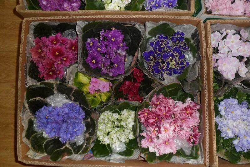 Сенполия микс. Сколько стоят фиалки. Фиалка узамбарская микс. Сенполия тренди микс. Сколько стоят фиалки.