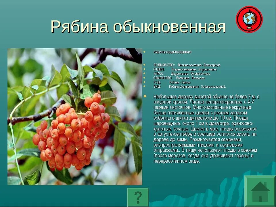 Рябина растение. Видовое название рябины. Рябина вид плода. Рябина обыкновенная плоды.