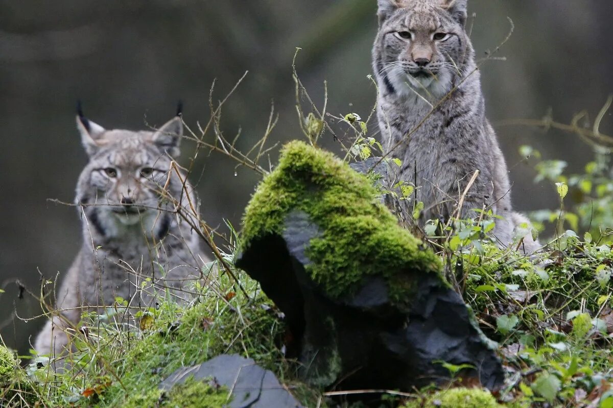 Рысь (Lynx Lynx) в дикой природе. Дикая природа. Природа и животные. Мир дикой природы. Дикий мир звери