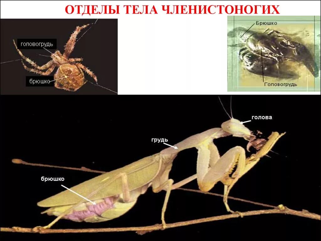 Членистоногие тело разделено на. Членистоногие. Членистоногие тело. Голова грудь брюшко членистоногих. Конечности членистоногих.