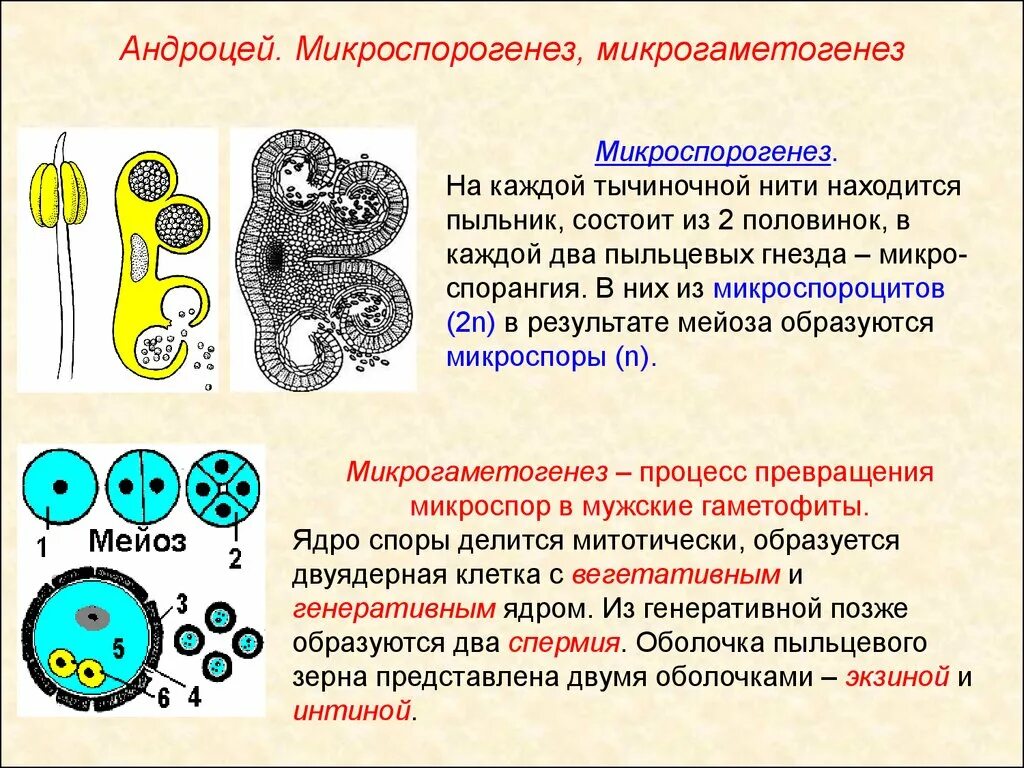 Андроцей микроспорогенез. Микроспорогенез пыльцевого зерна. Гаметогенез покрытосеменных макроспорогенез. Структура образуется из микроспоры. Пыльца цветковых формируется в