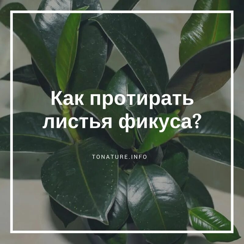 Почему у фикуса опустились листья. Фикус каучуконосный лист. фикус протирать листья. фикус погибает. как быстро растет фикус.